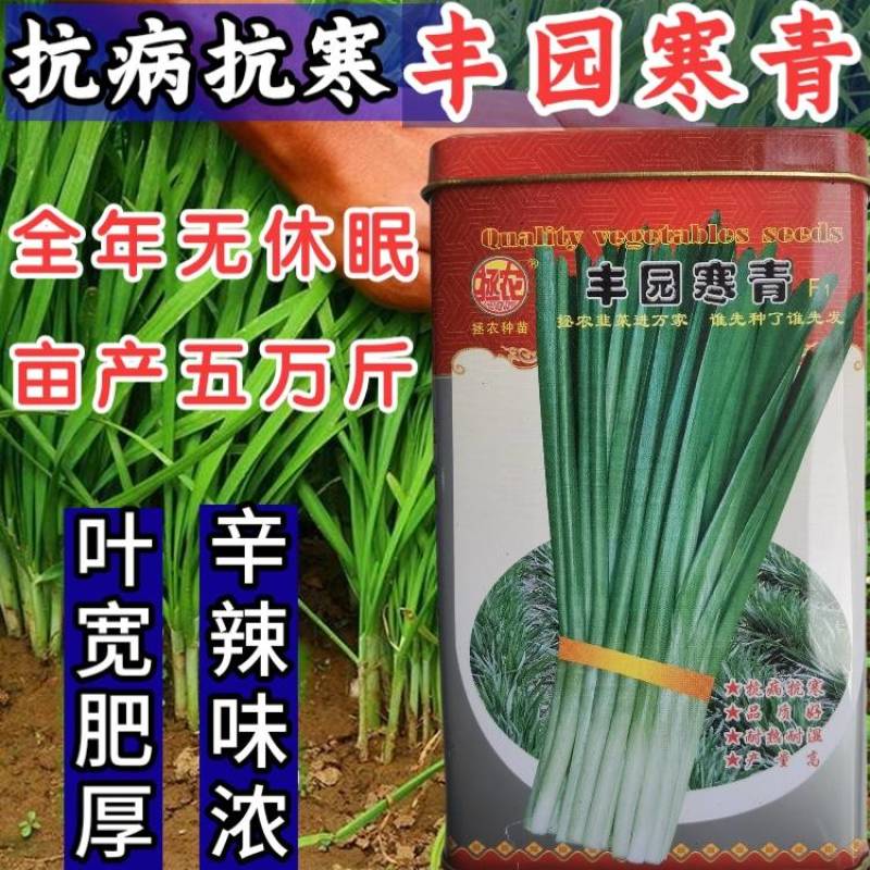 【高品质】丰园寒青韭菜种子耐寒高产宽叶不休眠基地专用