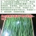 【高品质】丰园寒青韭菜种子耐寒高产宽叶不休眠基地专用