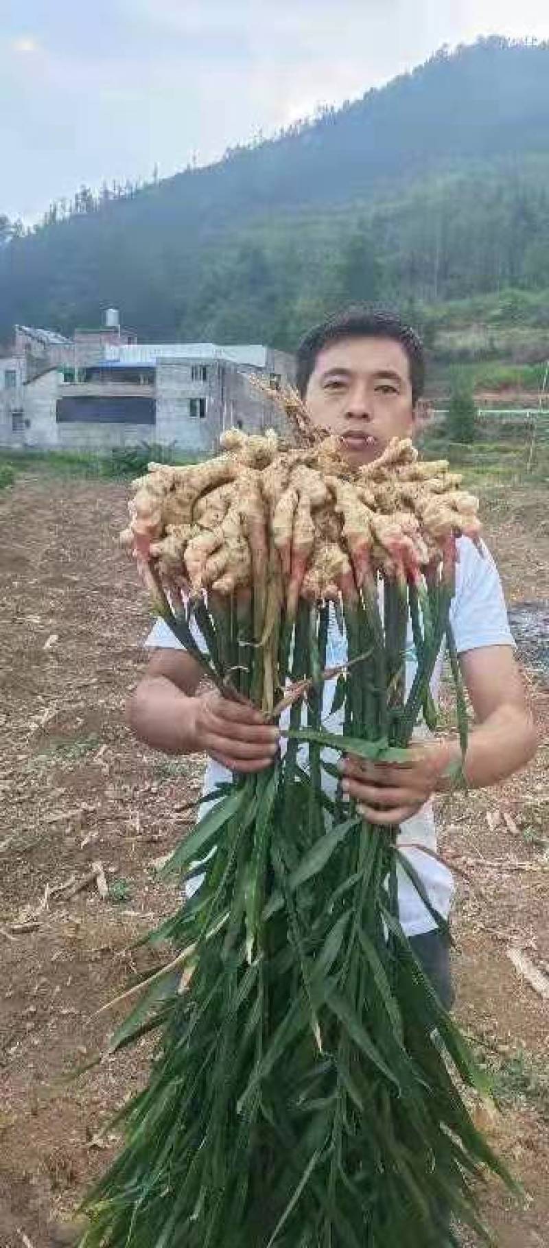 贵州高原优质二黄姜，辣味十足，量大从优，需要的老板联系