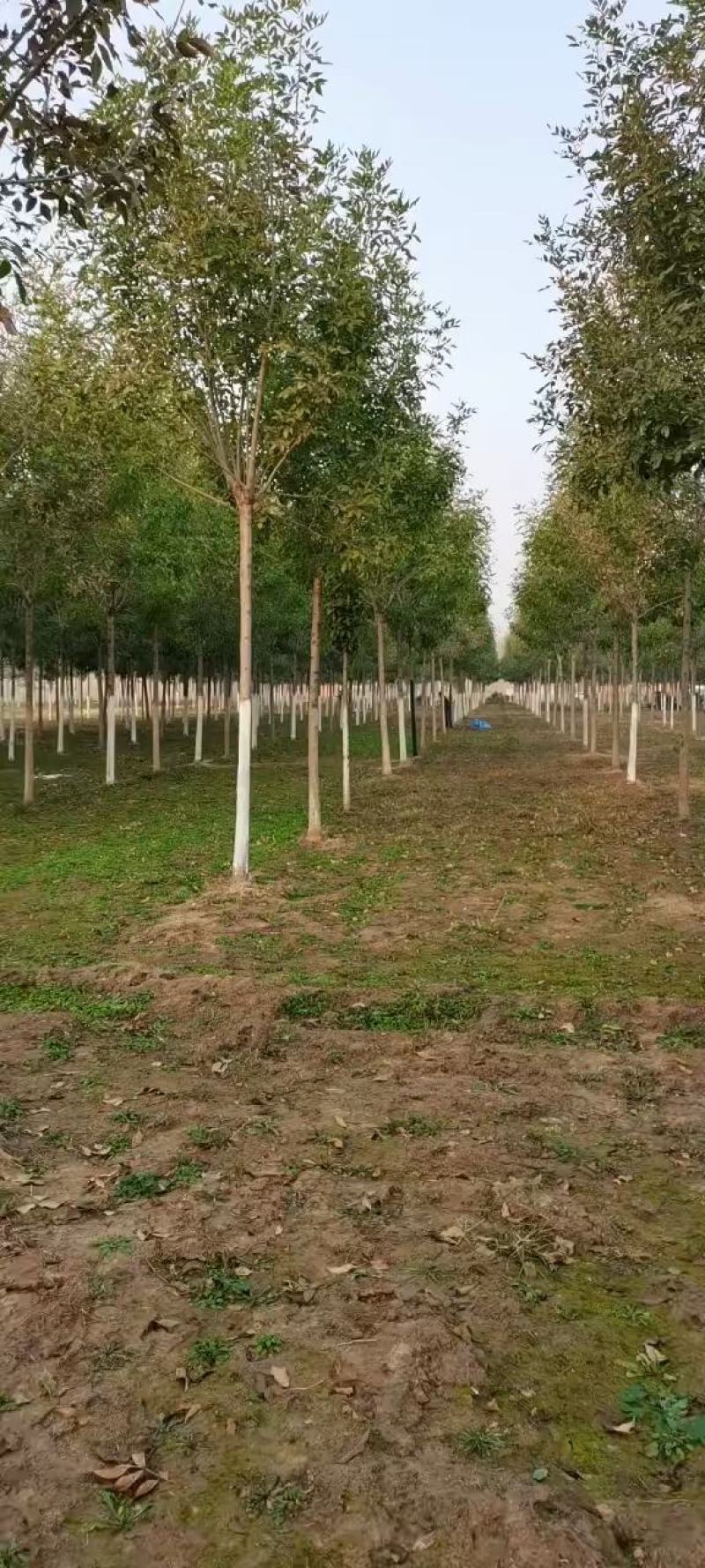 速生白蜡8/10公分冠幅3.5米精品白蜡河北绒毛白蜡基地
