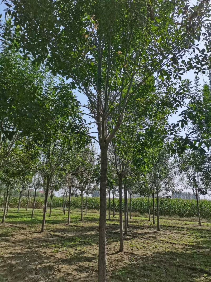 速生白蜡8/10公分冠幅3.5米精品白蜡河北绒毛白蜡基地