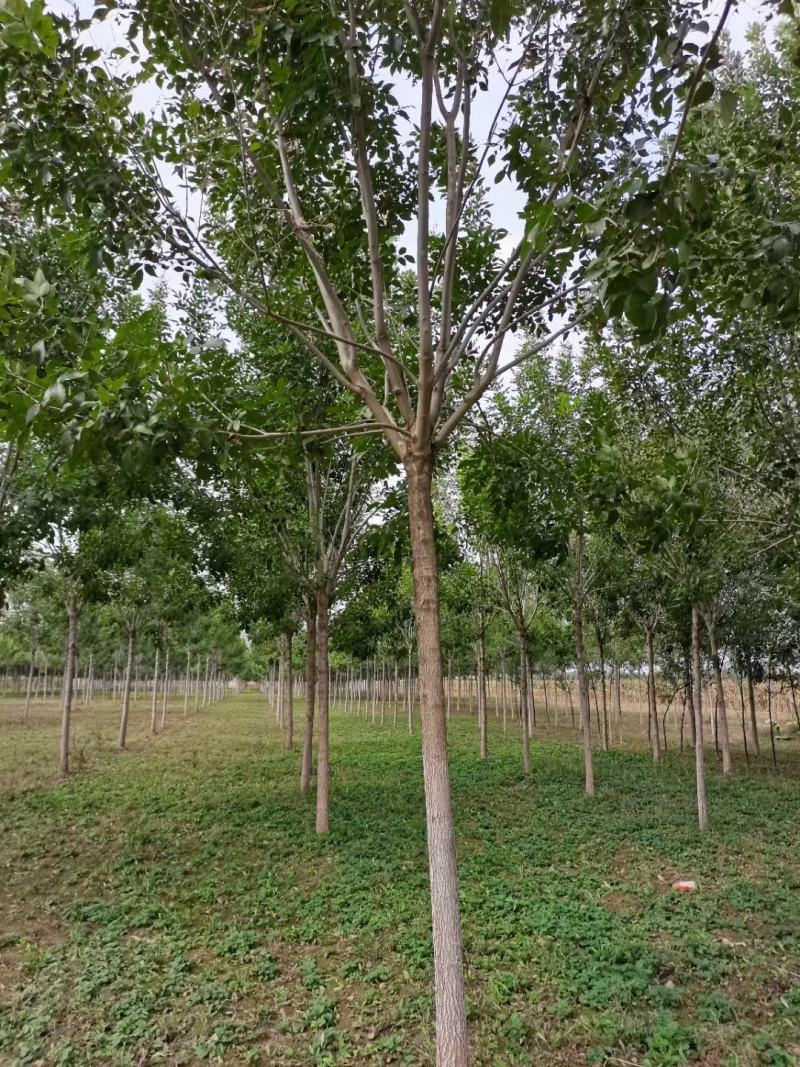 速生白蜡8/10公分冠幅3.5米精品白蜡河北绒毛白蜡基地