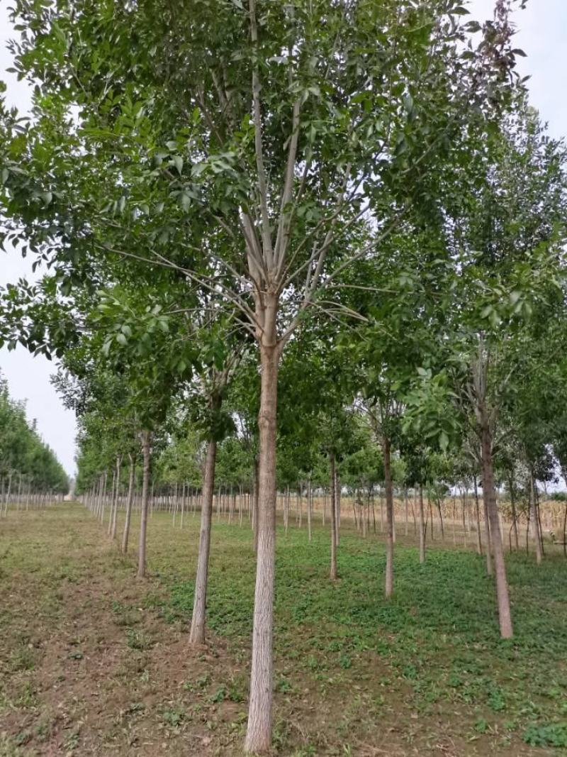 速生白蜡8/10公分冠幅3.5米精品白蜡河北绒毛白蜡基地