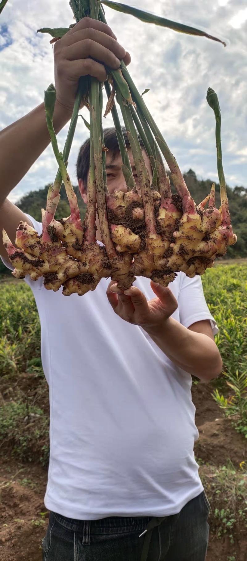 贵州高原优质二黄姜，辣味十足，量大从优，需要的老板联系