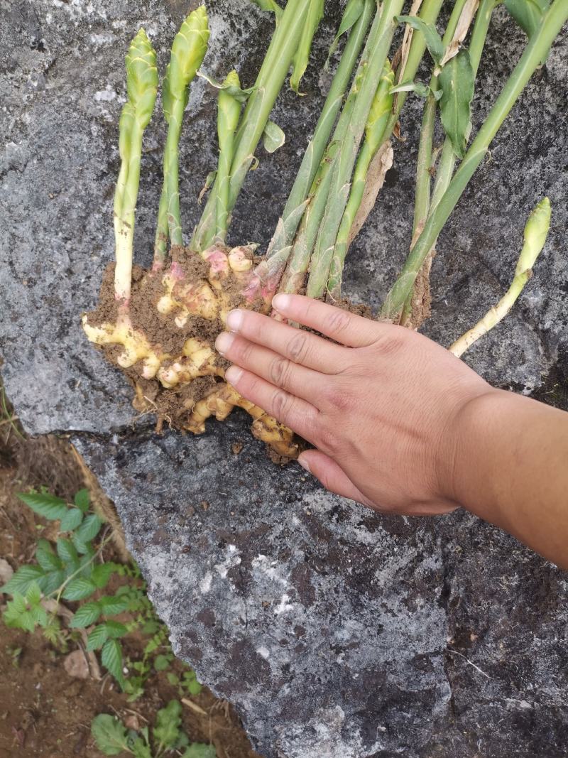 贵州高原优质二黄姜，辣味十足，量大从优，需要的老板联系