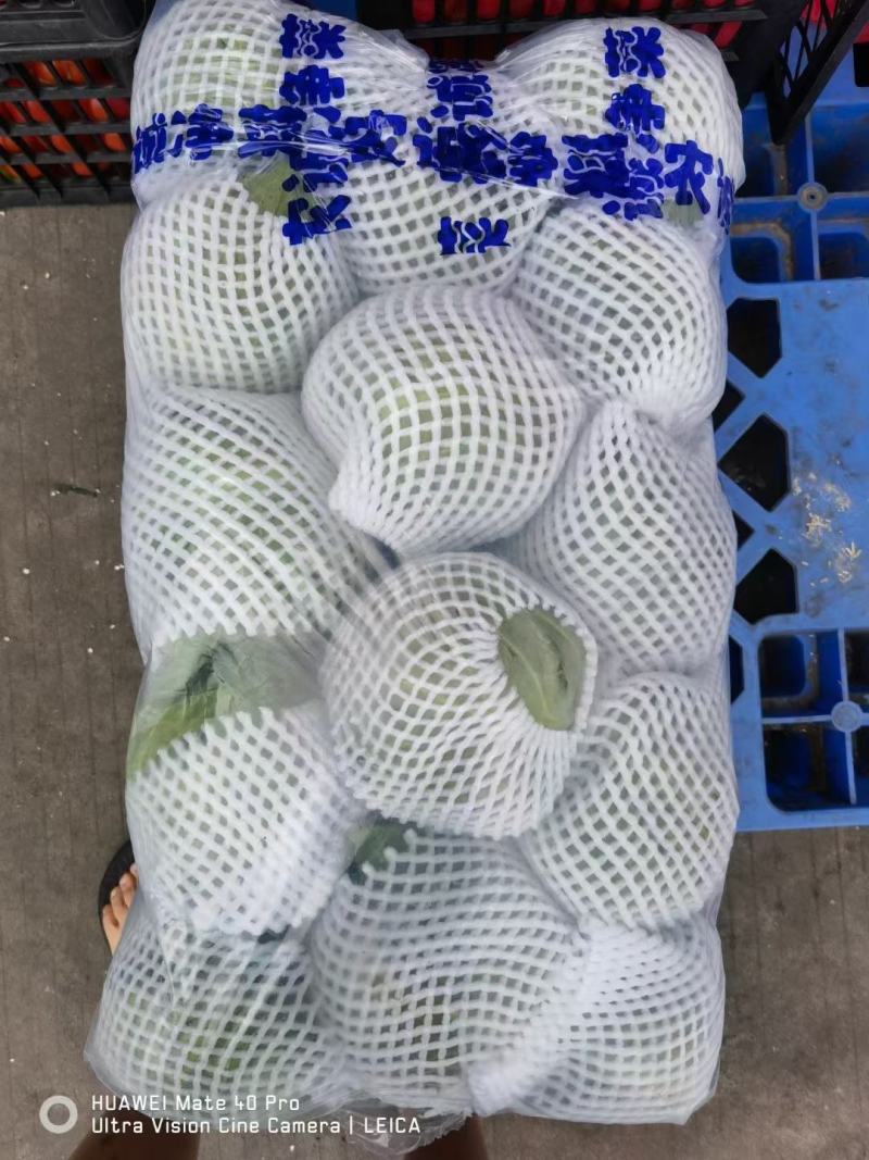 甘蓝扁包菜邯郸甘蓝，有机花，白花，量大价格优。