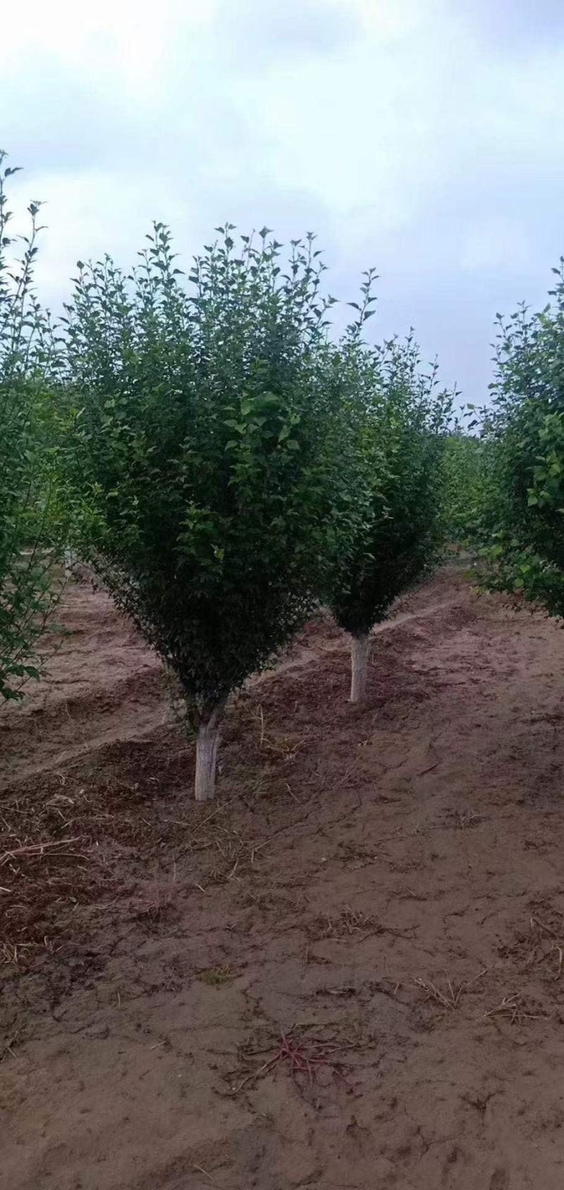 木槿丛生木槿河北正宗丛生木槿产地直销独干木槿精选厂家
