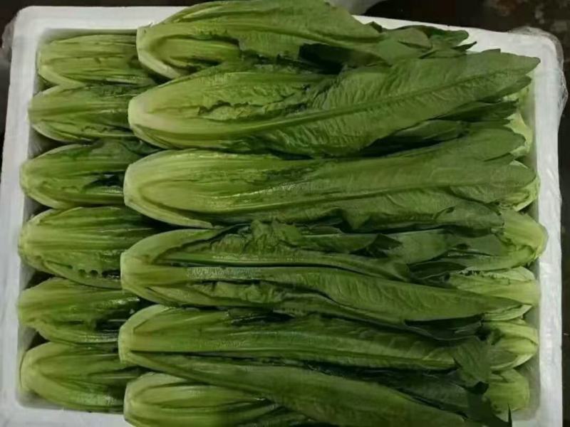 油麦菜河北邯郸油麦菜量大从优基地供应质量保证