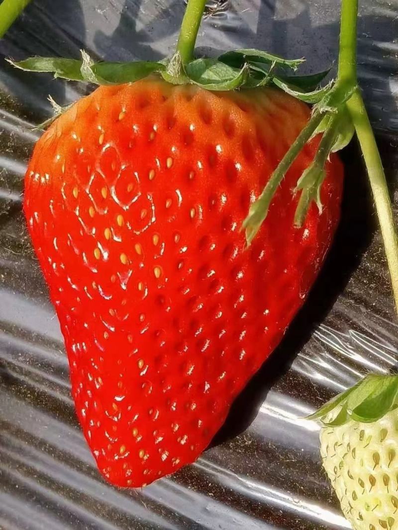 电商优选丹东红颜九九牛奶草莓精品真空包装一件代发