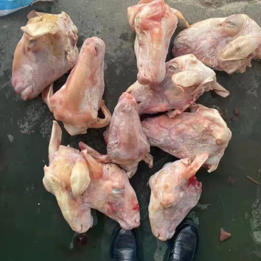 羊头，纯白，水退，火烧，处理干净，无毛，眼睛口条耳朵都在