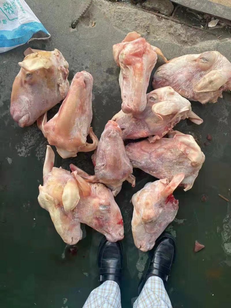 羊头，纯白，水退，火烧，处理干净，无毛，眼睛口条耳朵都在