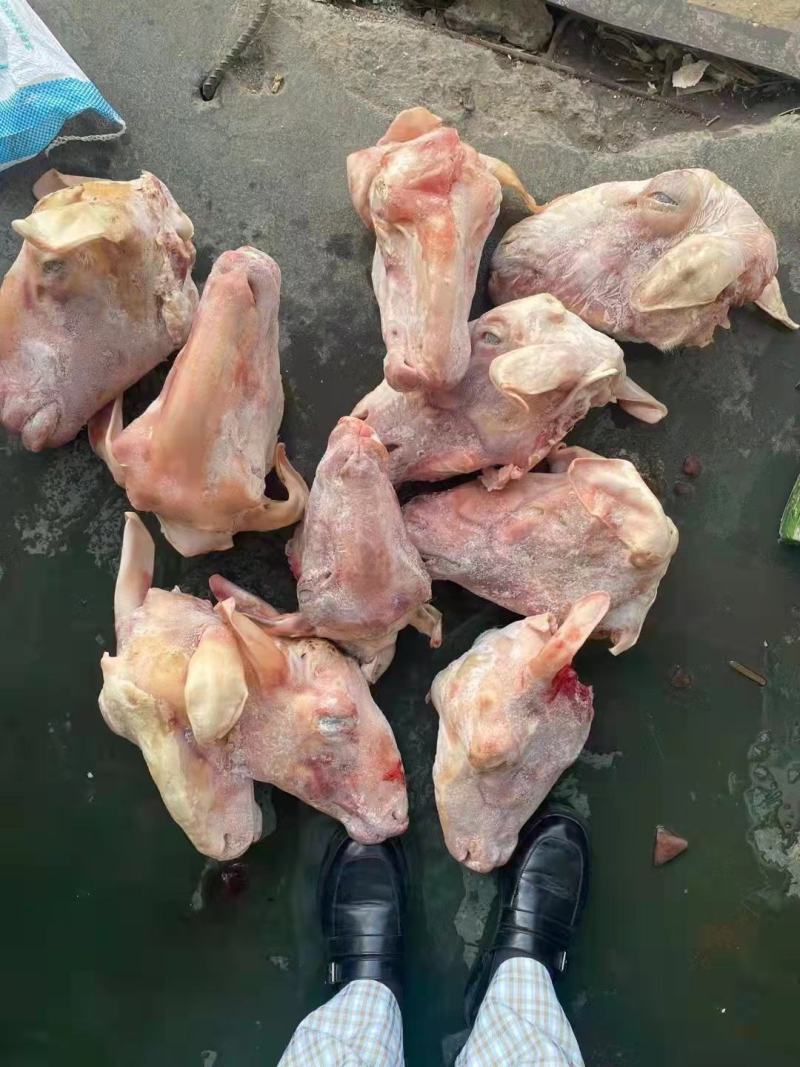 羊头，纯白，水退，火烧，处理干净，无毛，眼睛口条耳朵都在