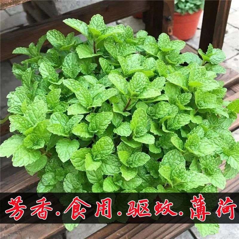 食用香水薄荷种子多年生留兰香薄荷种籽四季易种驱蚊植物花卉