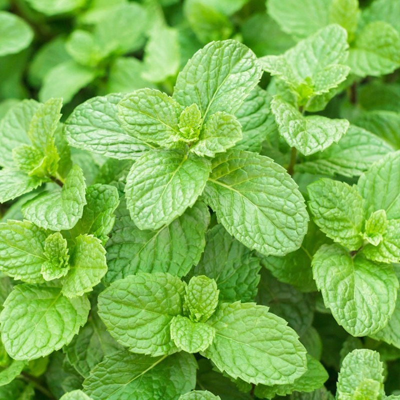 食用香水薄荷种子多年生留兰香薄荷种籽四季易种驱蚊植物花卉
