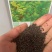 食用香水薄荷种子多年生留兰香薄荷种籽四季易种驱蚊植物花卉