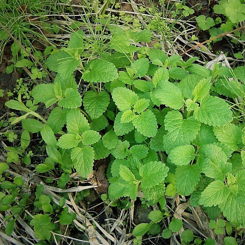 食用香水薄荷种子多年生留兰香薄荷种籽四季易种驱蚊植物花卉