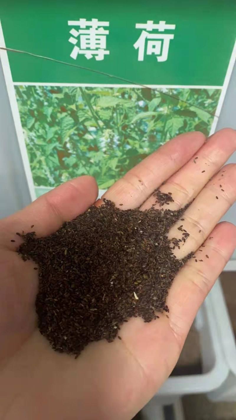 食用香水薄荷种子多年生留兰香薄荷种籽四季易种驱蚊植物花卉