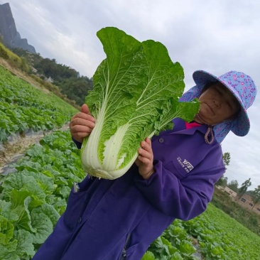贵州高原白菜，已经大上市了，需要的老板联系，量大从优
