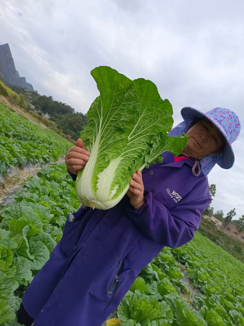 贵州高原白菜，已经大上市了，需要的老板联系，量大从优
