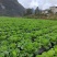 贵州高原白菜，已经大上市了，需要的老板联系，量大从优
