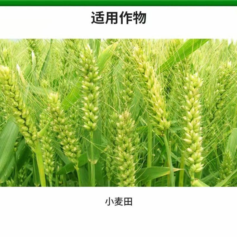 10%唑草酮粉剂小麦田除草剂防除小麦田一年生阔叶杂草