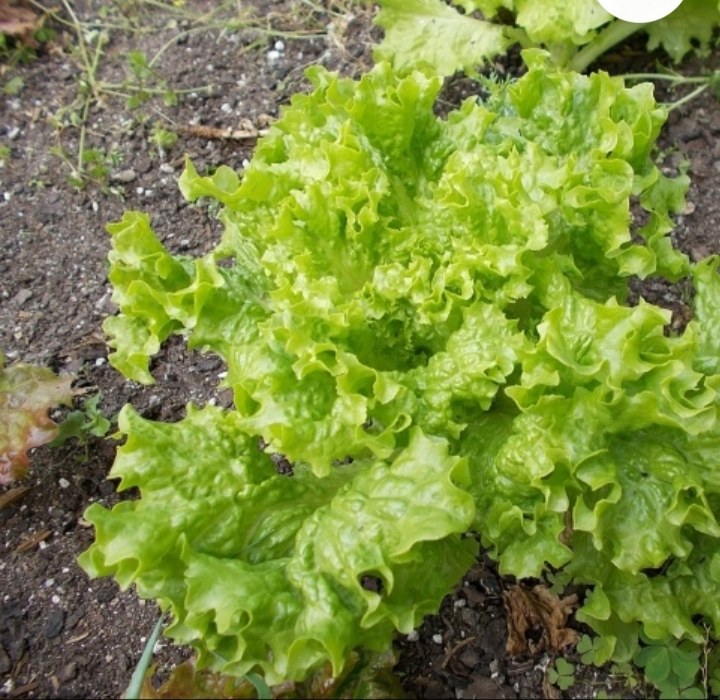 散叶生菜与其他常见蔬菜营养对比图