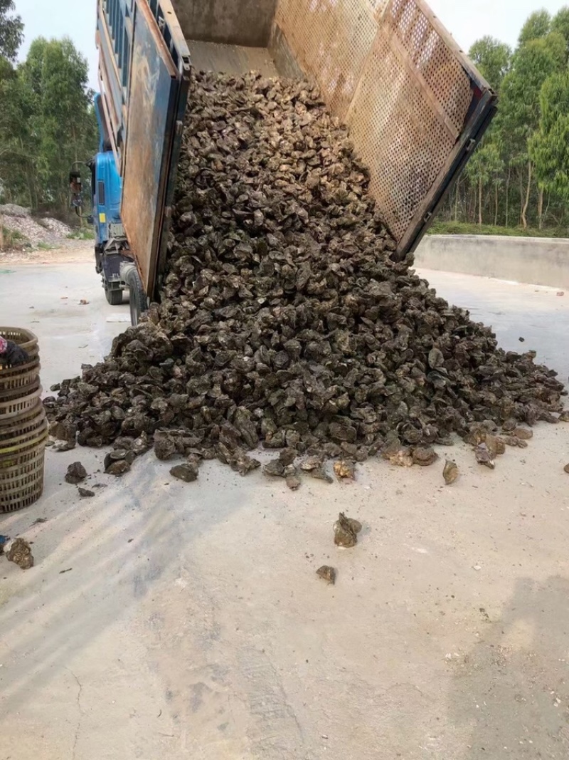 生蚝鲜活全壳牡蛎烧烤新鲜海蛎子半壳开边生蚝原产地烧烤