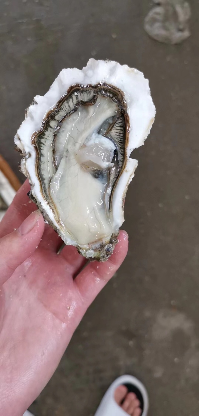 生蚝鲜活全壳牡蛎烧烤新鲜海蛎子半壳开边生蚝原产地烧烤