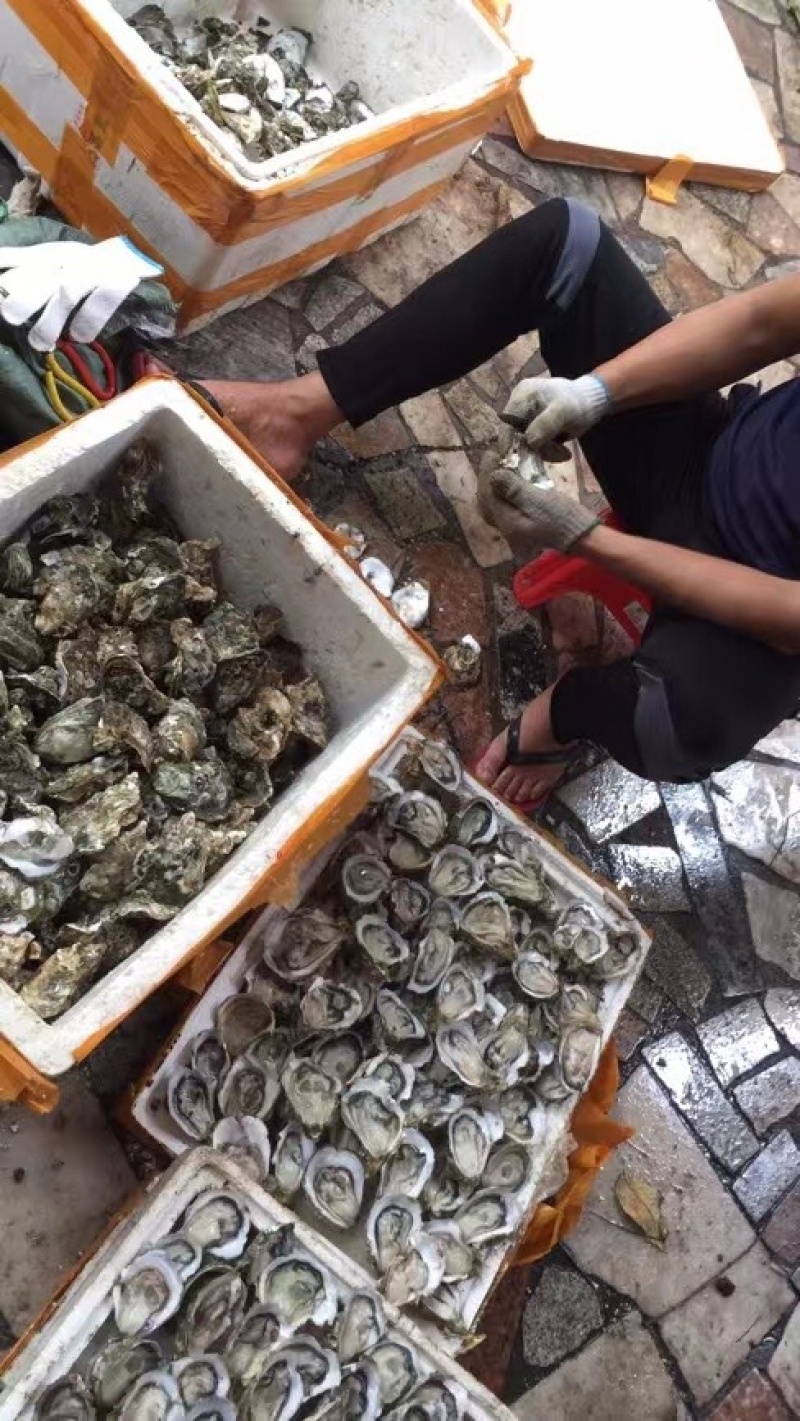 生蚝鲜活全壳牡蛎烧烤新鲜海蛎子半壳开边生蚝原产地烧烤