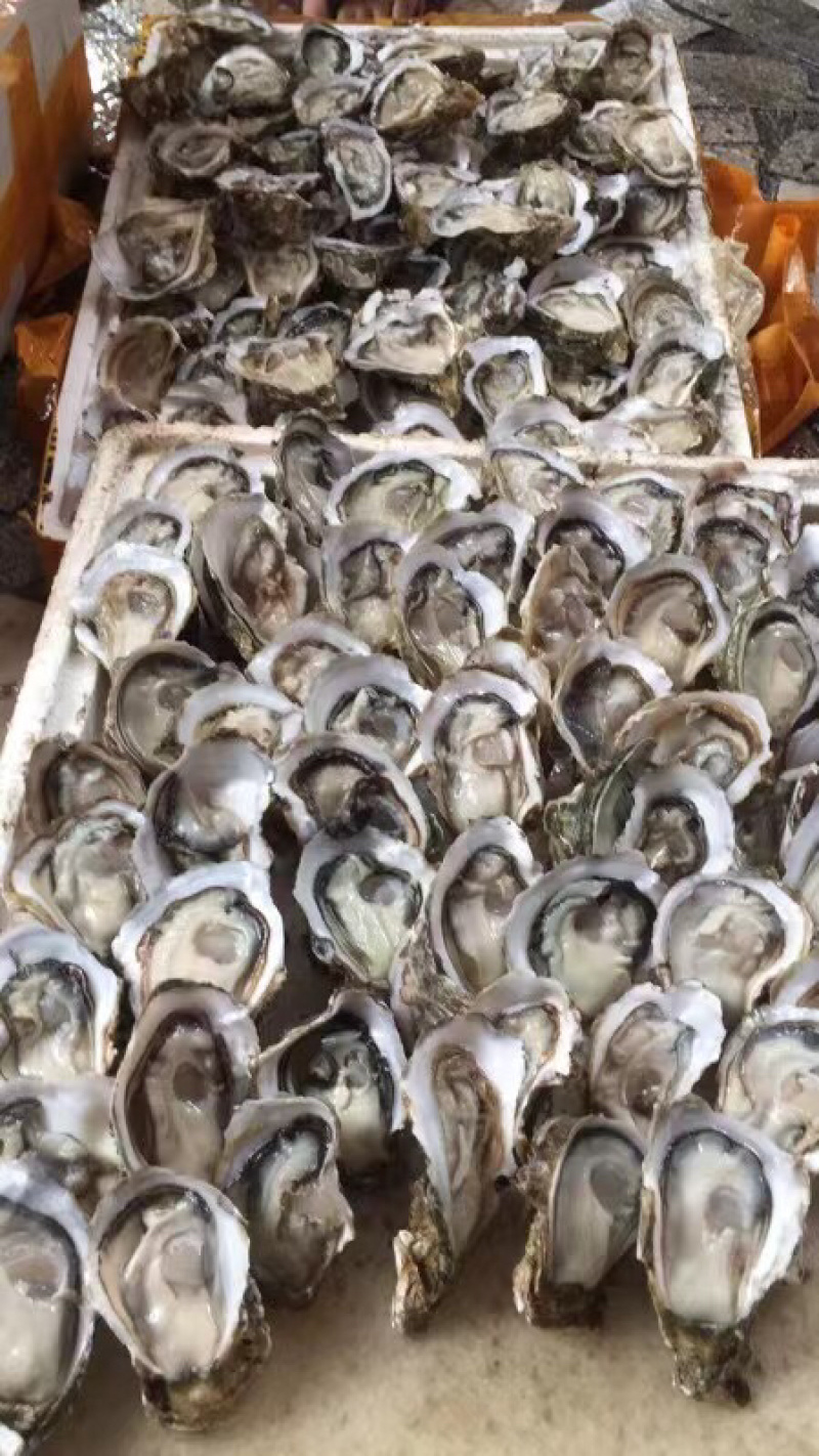 生蚝鲜活全壳牡蛎烧烤新鲜海蛎子半壳开边生蚝原产地烧烤