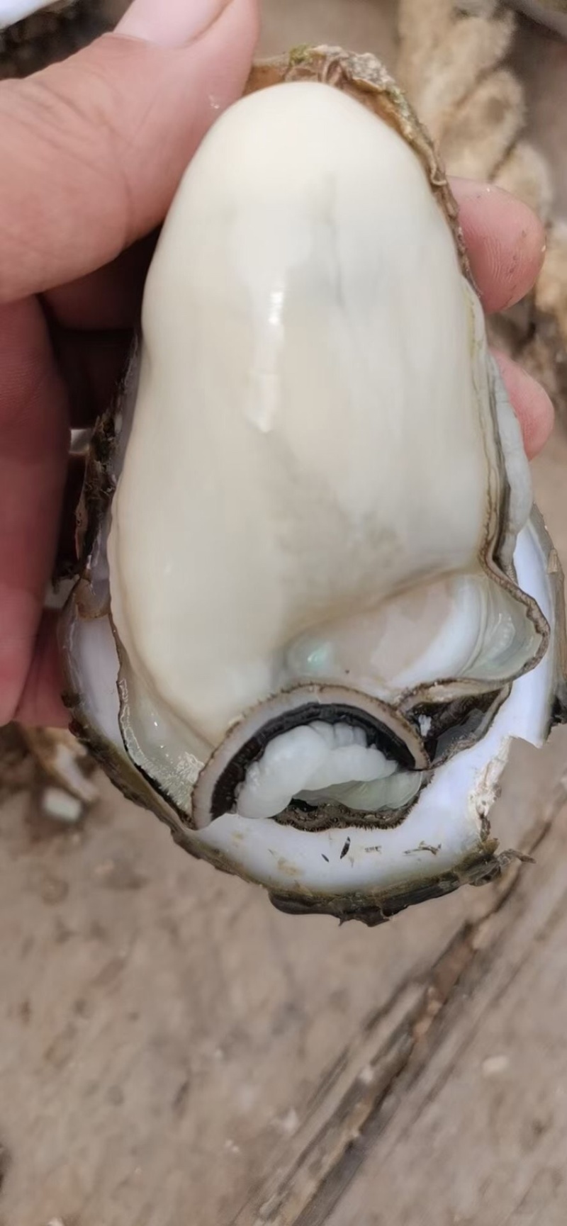 生蚝鲜活全壳牡蛎烧烤新鲜海蛎子半壳开边生蚝原产地烧烤