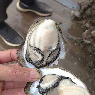 生蚝鲜活全壳牡蛎烧烤新鲜海蛎子半壳开边生蚝原产地烧烤