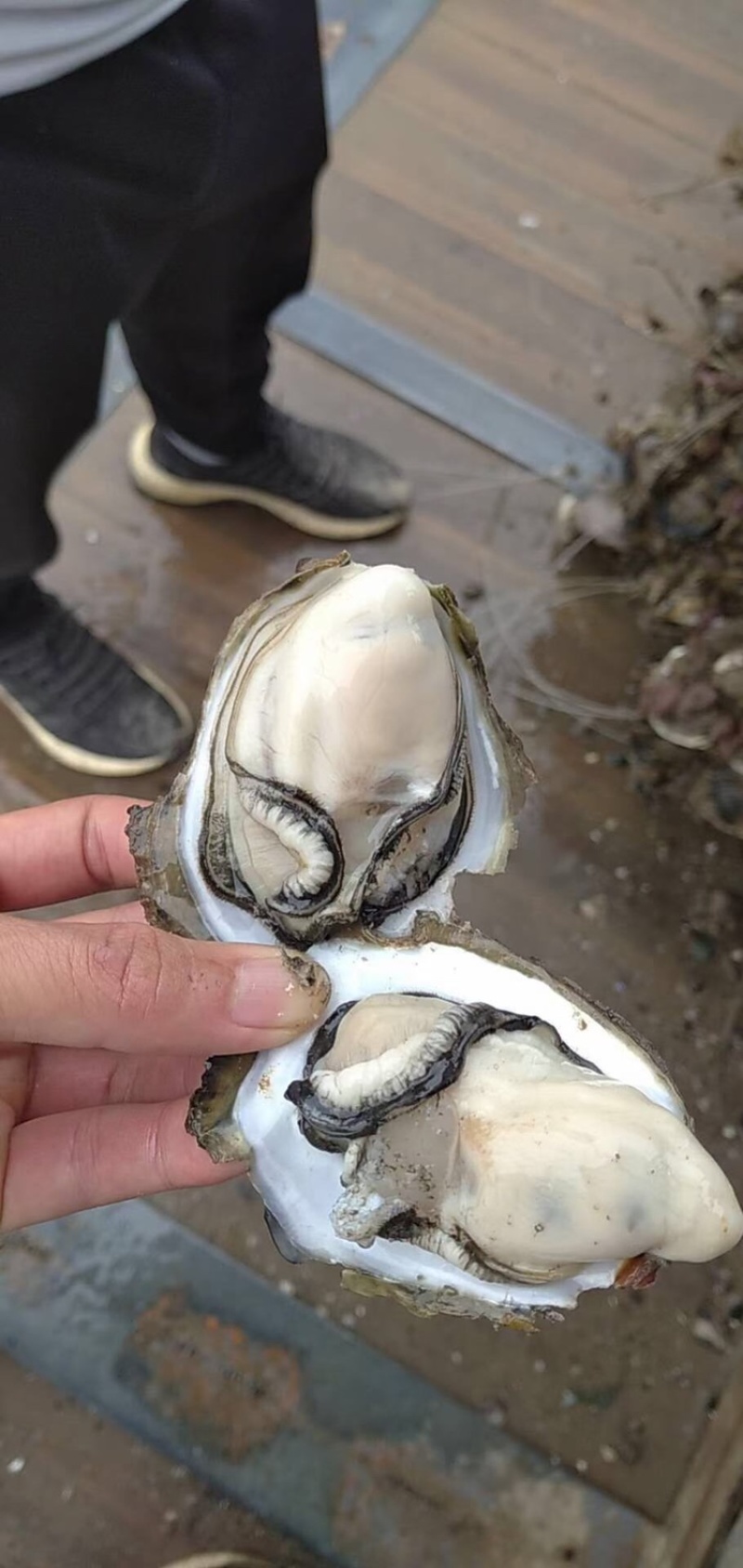 生蚝鲜活全壳牡蛎烧烤新鲜海蛎子半壳开边生蚝原产地烧烤