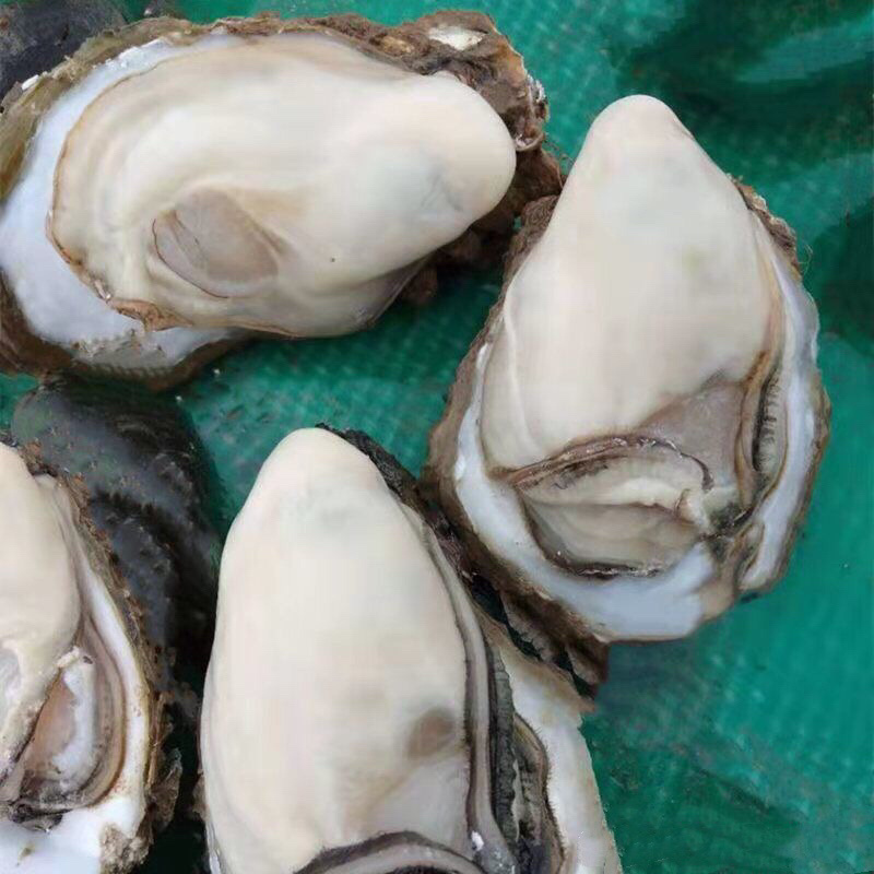 生蚝鲜活全壳牡蛎烧烤新鲜海蛎子半壳开边生蚝原产地烧烤