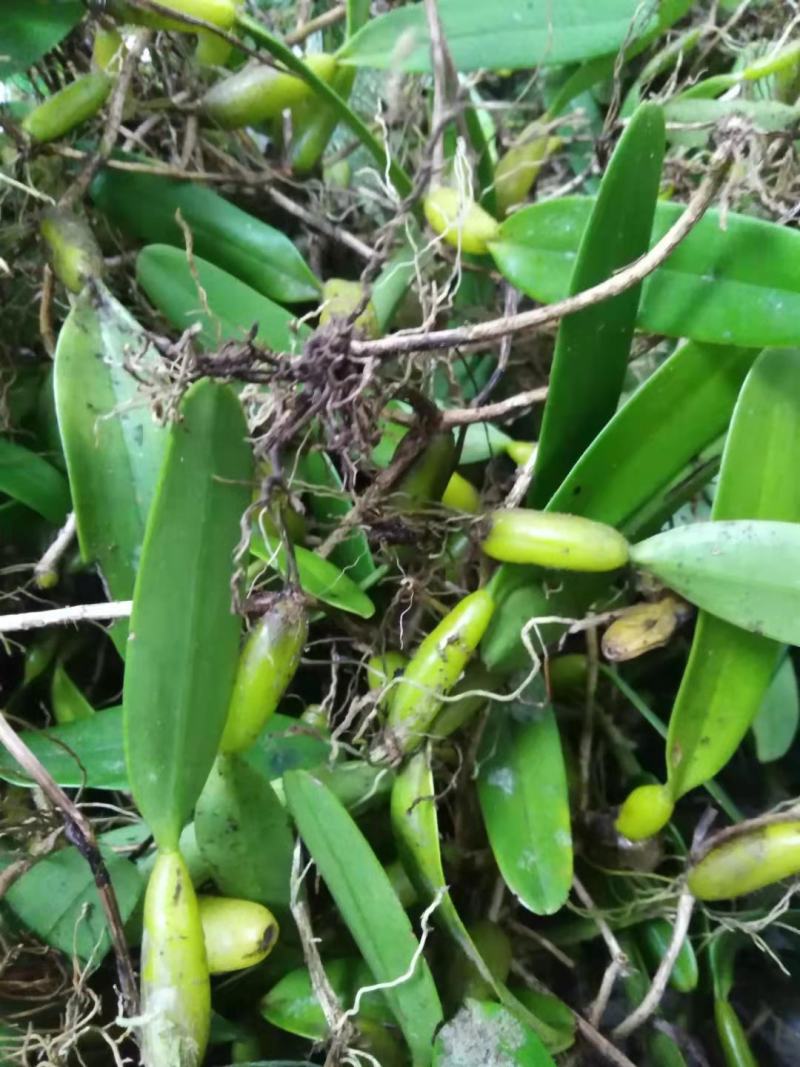 石橄榄