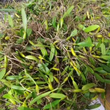 石橄榄