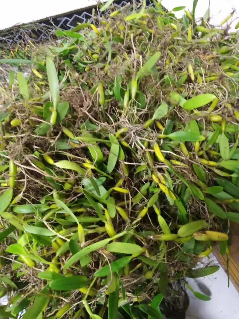 石橄榄