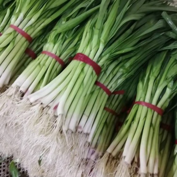 山东省泰安市精品水洗蒜苗大量上市，一年四季供货。