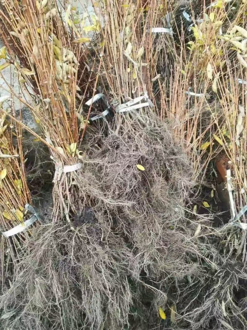 蓝靛果苗，山茄子苗，口感甜适合种植保证品种