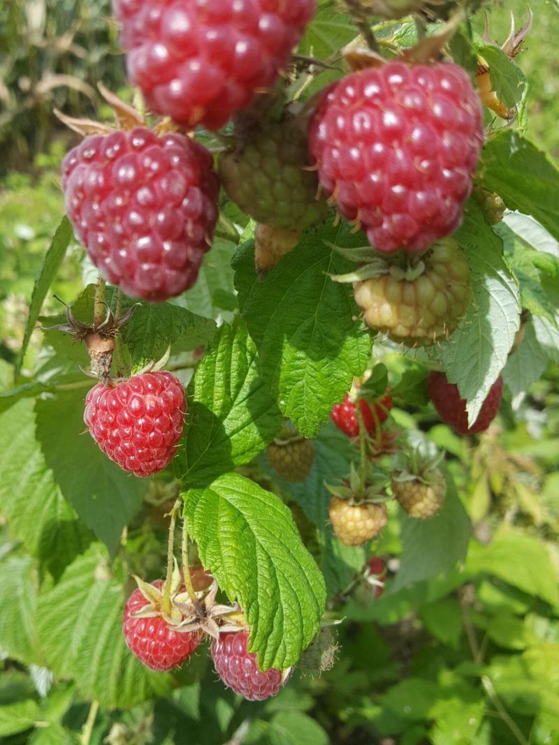 树莓苗红树莓苗新品种双季大果型树莓苗适合鲜食加工