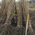黑加仑苗适合鲜食大面积种植适合加工品种适应性
