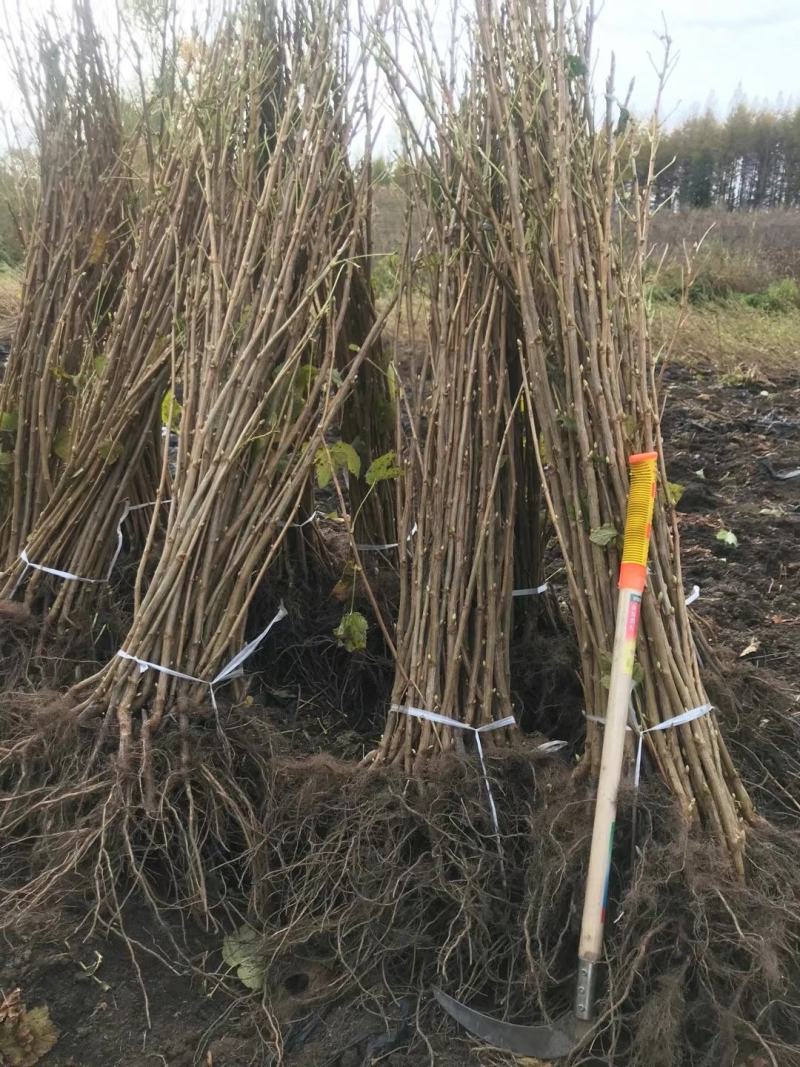 黑加仑苗适合鲜食大面积种植适合加工品种适应性