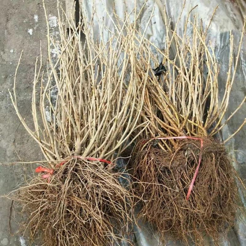 黑加仑苗适合鲜食大面积种植适合加工品种适应性