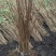 黑加仑苗适合鲜食大面积种植适合加工品种适应性