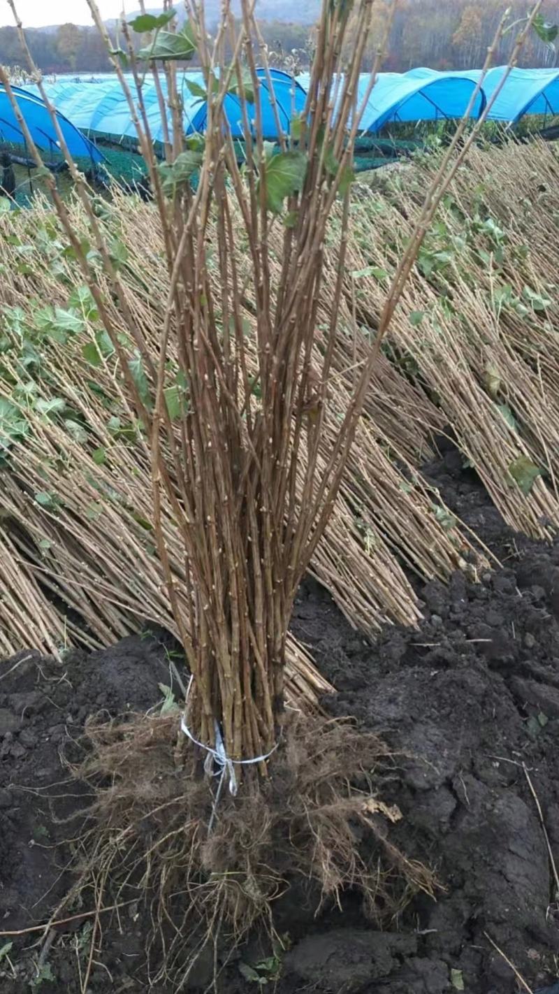 黑加仑苗适合鲜食大面积种植适合加工品种适应性
