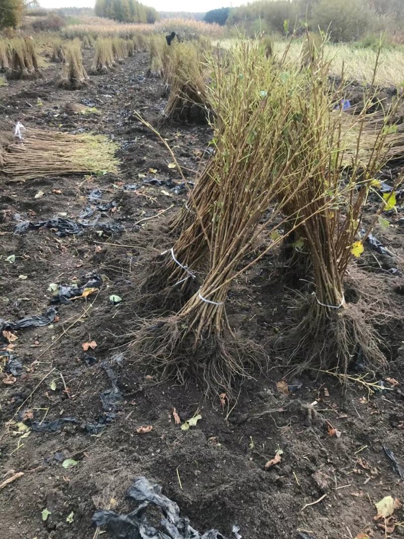 黑加仑苗适合鲜食大面积种植适合加工品种适应性
