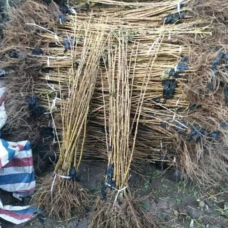 黑加仑苗适合鲜食大面积种植适合加工品种适应性