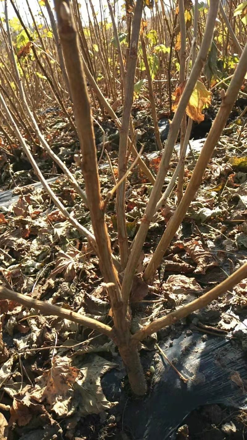 黑加仑苗适合鲜食大面积种植适合加工品种适应性