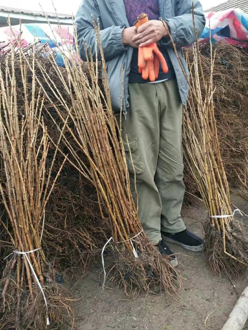 黑加仑苗适合鲜食大面积种植适合加工品种适应性