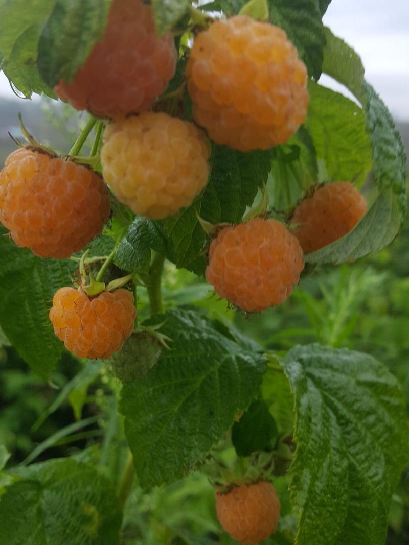 黄树莓苗双季黄树莓苗黄树莓苗新品种金维克